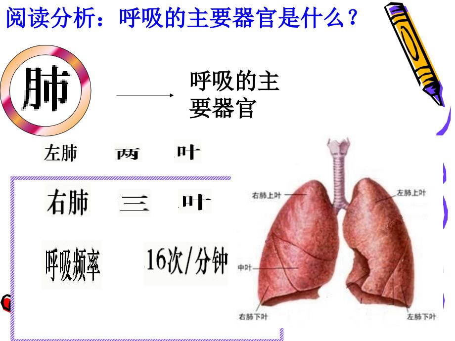 发生在肺内的气体交换_27_第4页