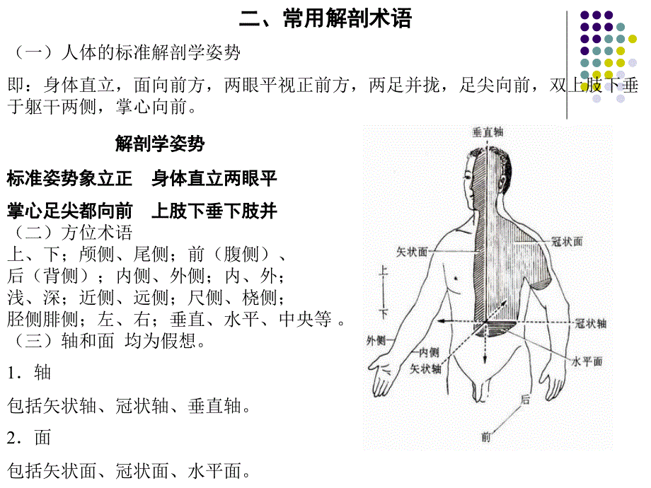 人体解剖学课件全--副本_第1页