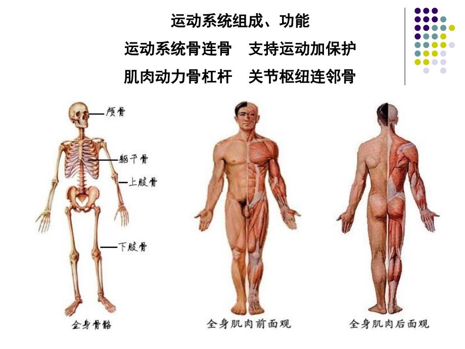 人体解剖学课件全--副本_第3页