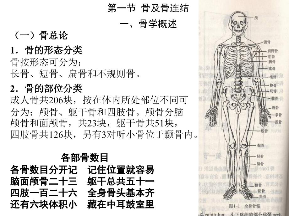 人体解剖学课件全--副本_第4页