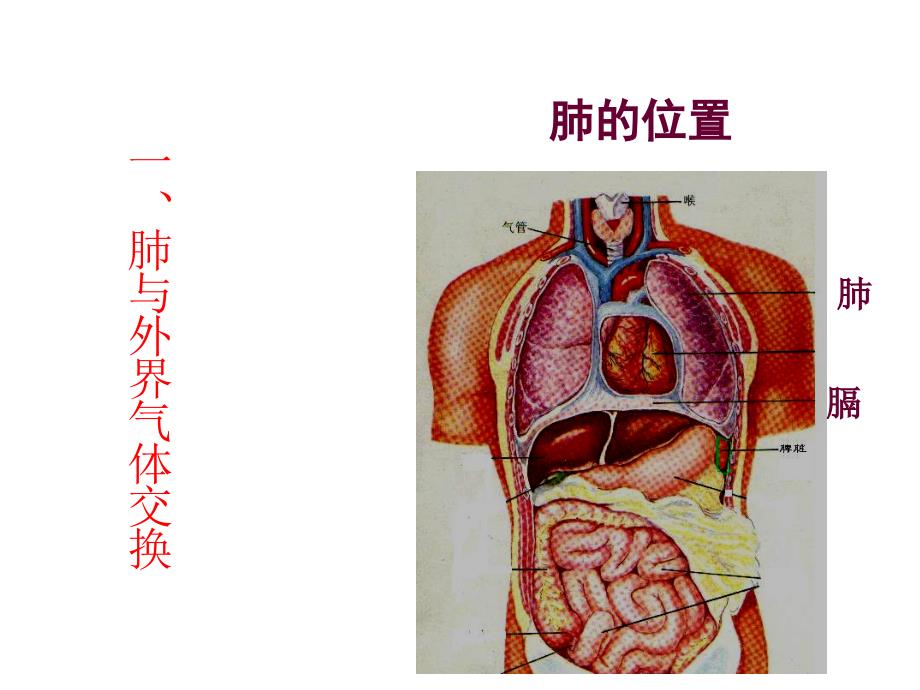发生在肺内的气体交换_33_第2页
