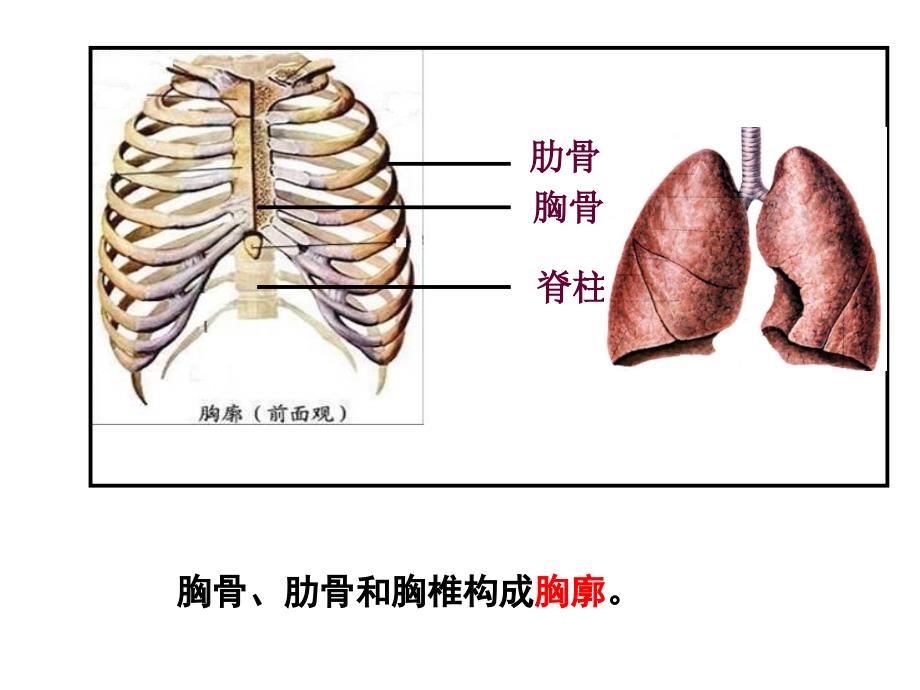 发生在肺内的气体交换_33_第3页