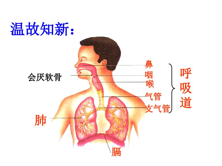 发生在肺内的气体交换_3_第1页