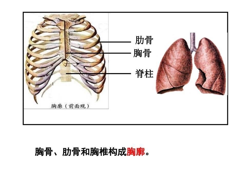 发生在肺内的气体交换_25_第5页