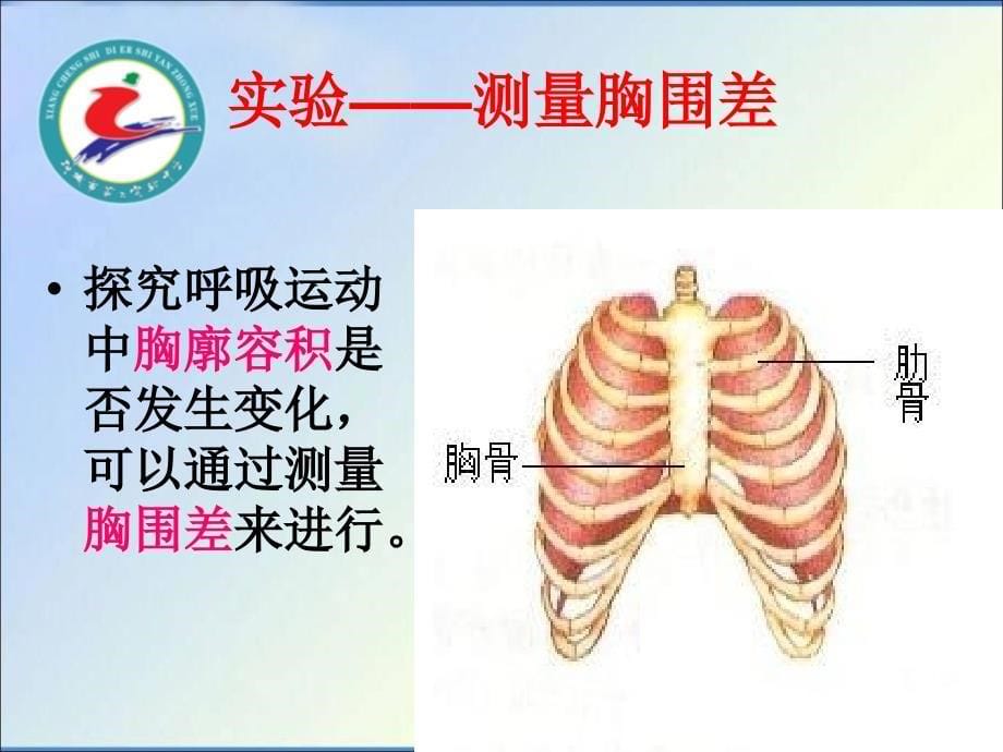 发生在肺内的气体交换_2_第5页