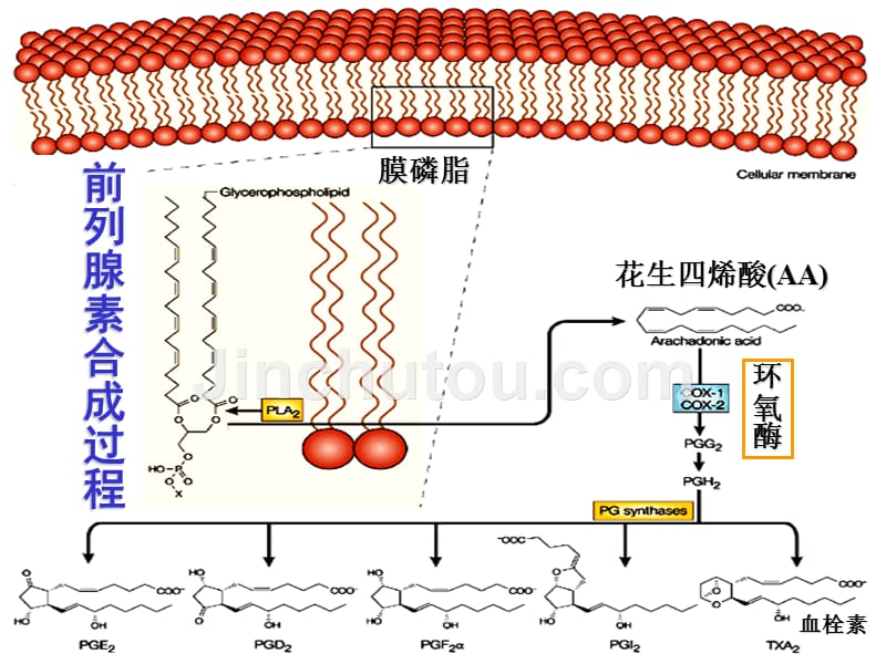 解热镇痛抗炎药_24_第3页