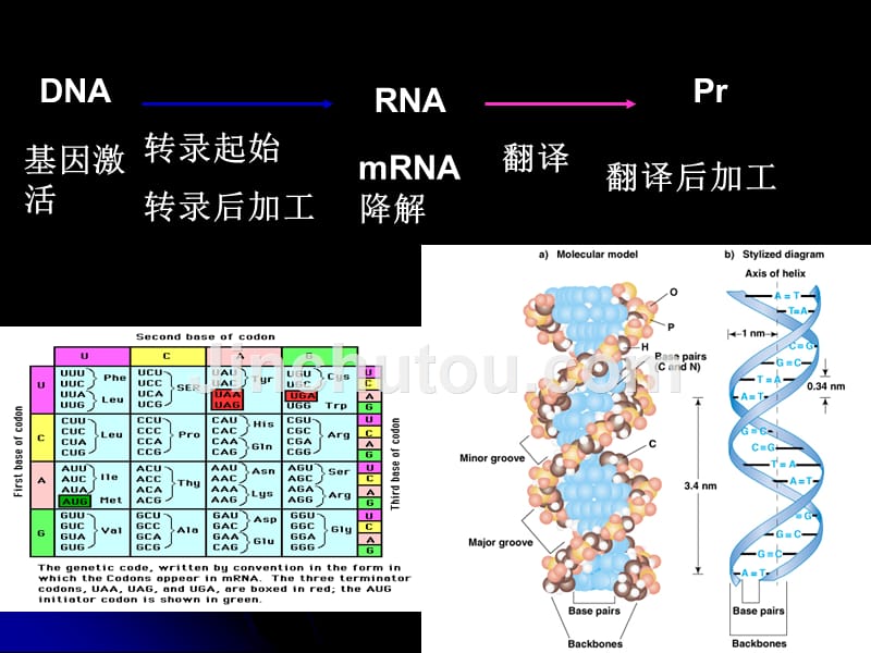 病毒的遗传变异_第3页