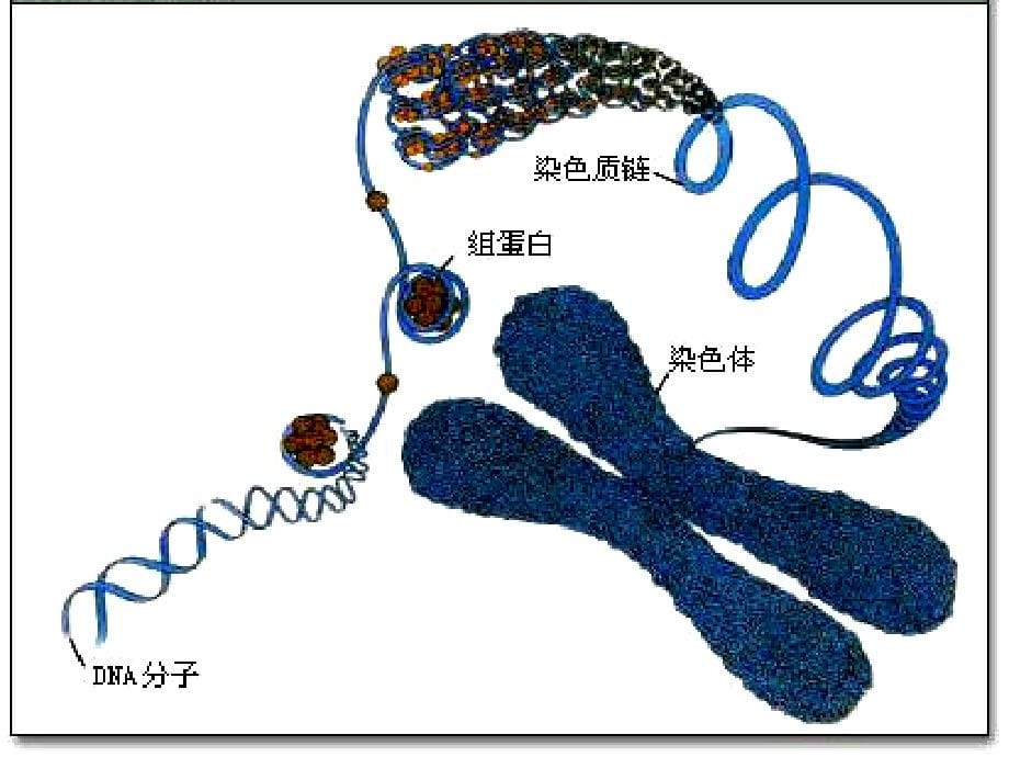 微生物的遗传变异与菌种保藏_第5页