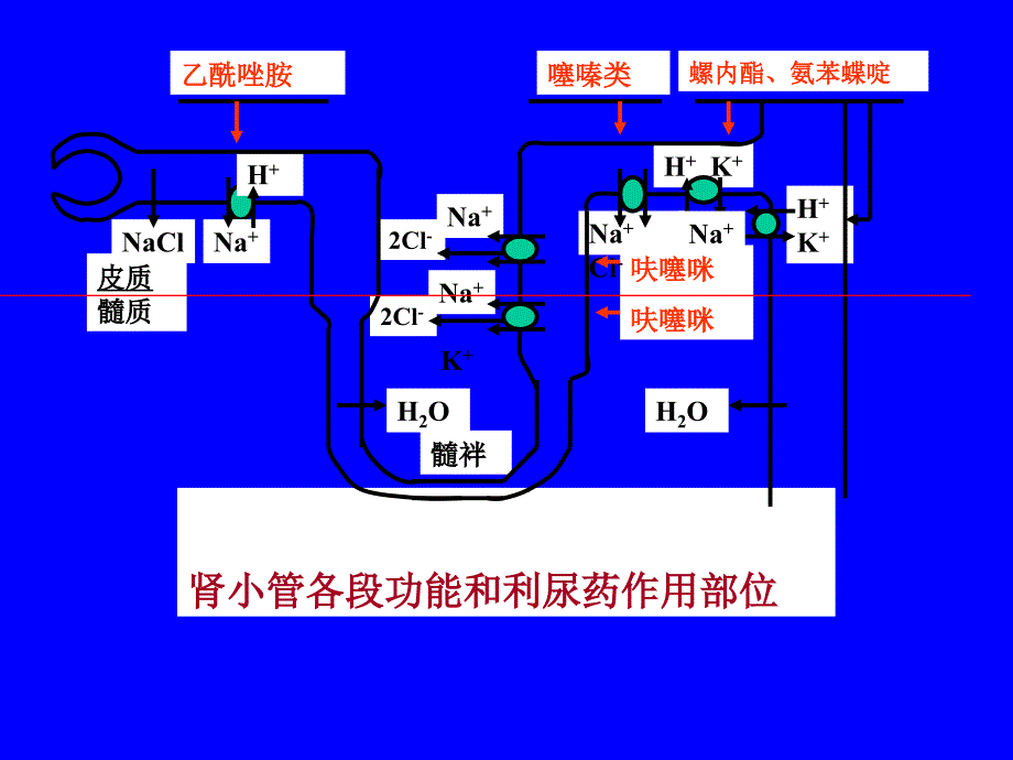 利尿脱水药_第4页