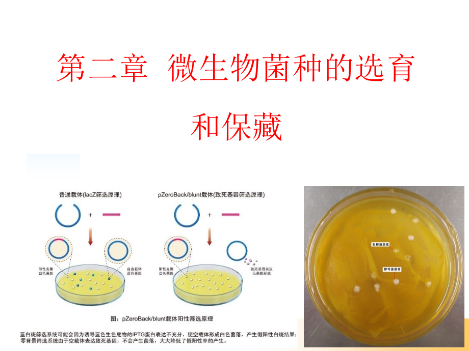 微生物的菌种选育和保藏_第1页