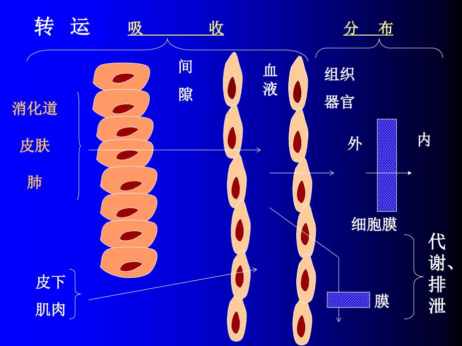 药物代谢动力学_9_第2页