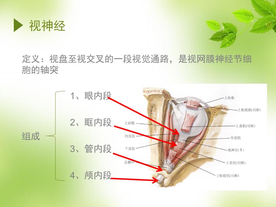 视神经萎缩伤残鉴定_第2页