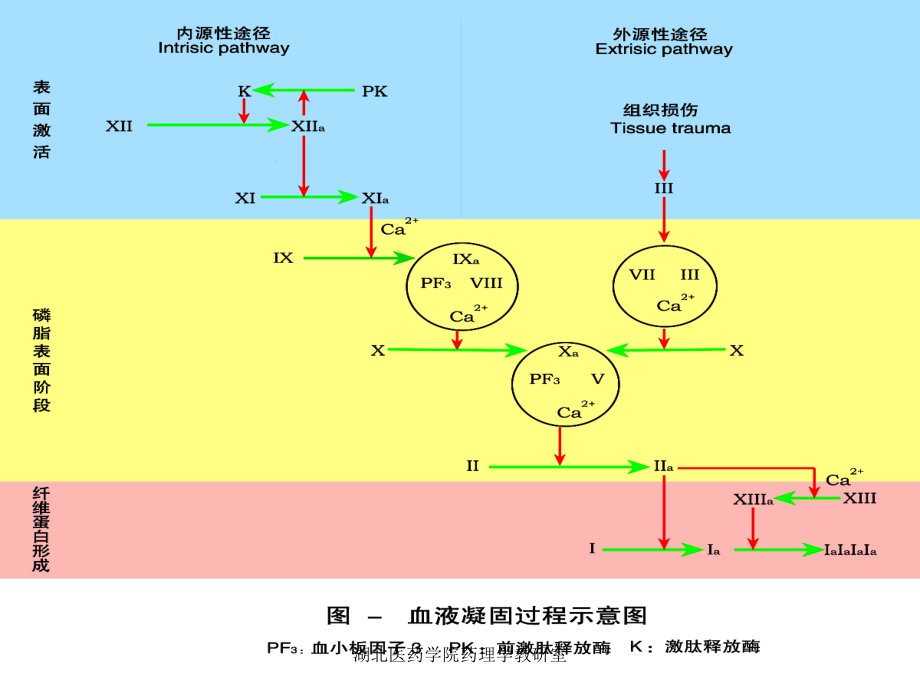 作用于血液及造血器官的药物2010_第4页