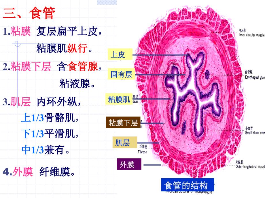 消化管组织学_第3页