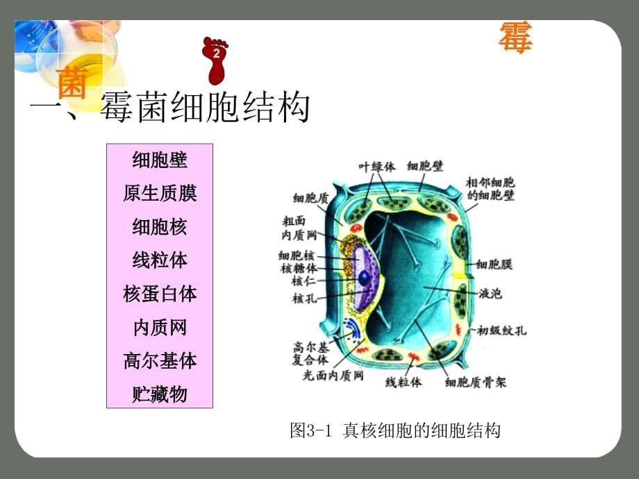 微生物的形态和结构（2）_第5页