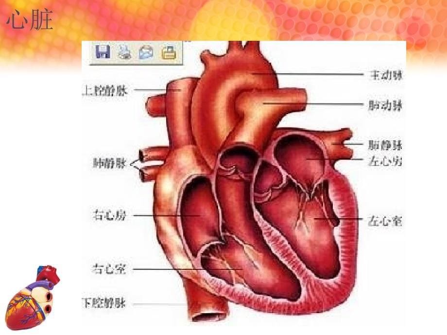 心血管生理、血液循环以及心血管药物作用_第5页