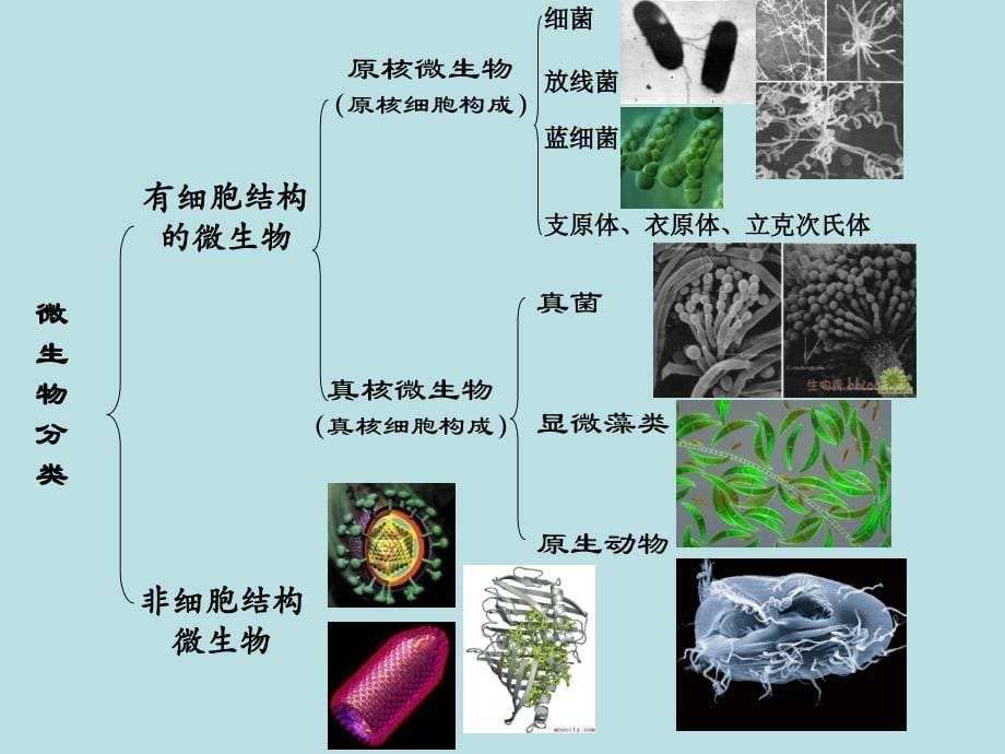 微生物绪论 (2)_第5页