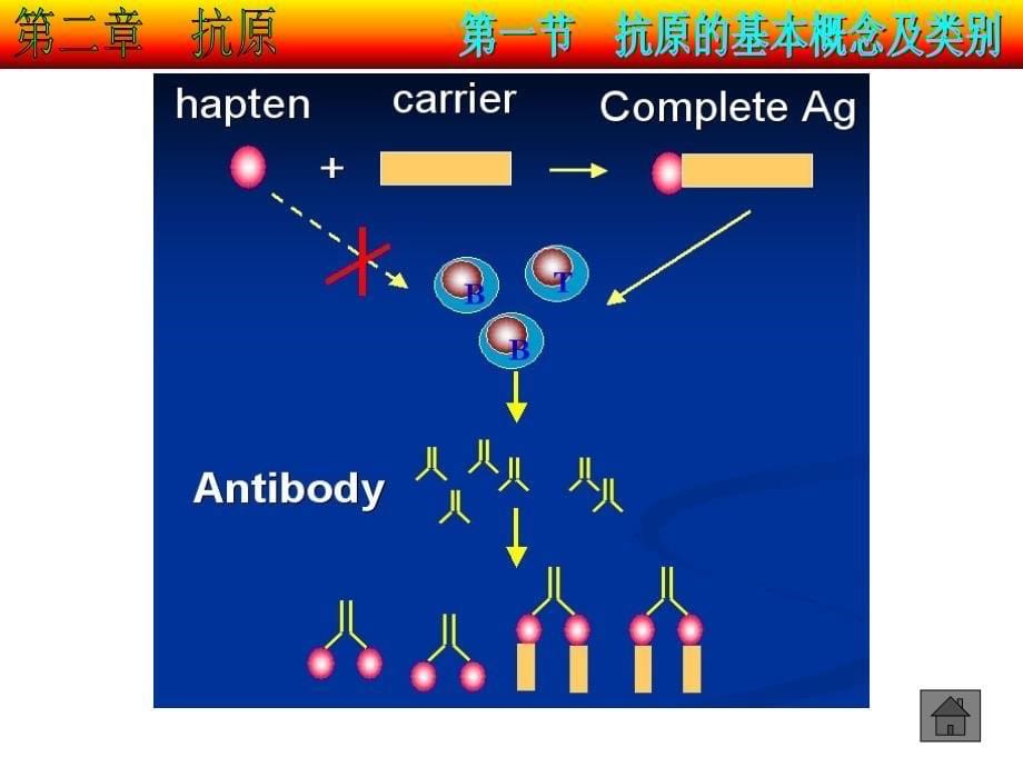 沈阳农业大学-免疫学第二章-抗原_第5页