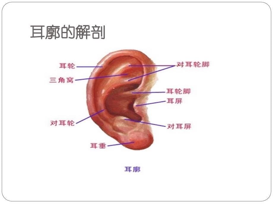 耳穴概况及疗法1_第5页