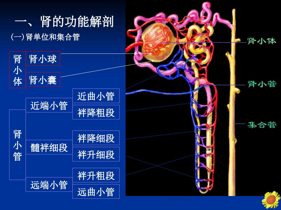 职高药理课件：24章利尿药和脱水药_第4页