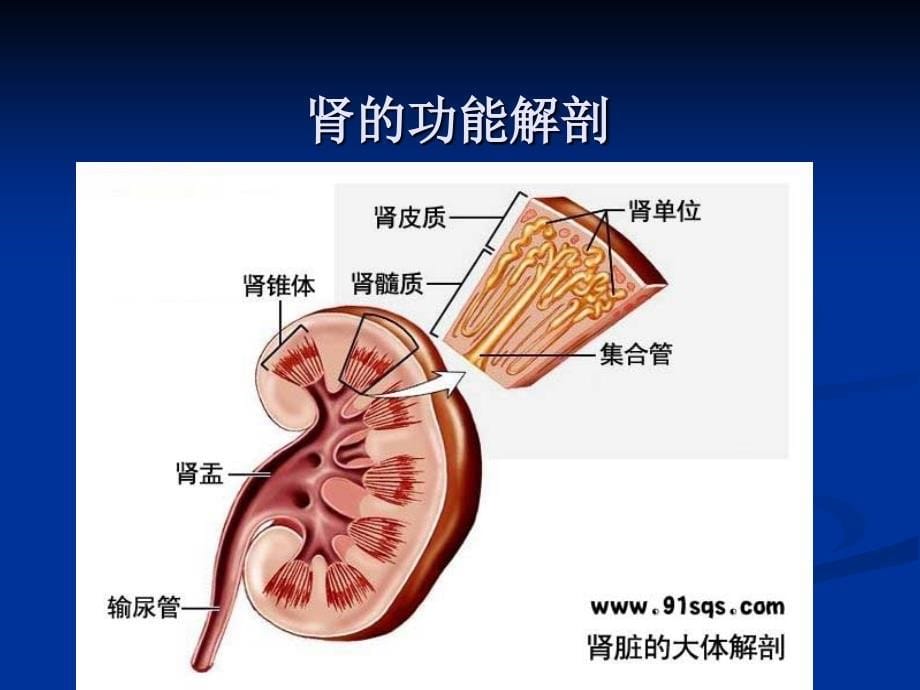 职高药理课件：24章利尿药和脱水药_第5页