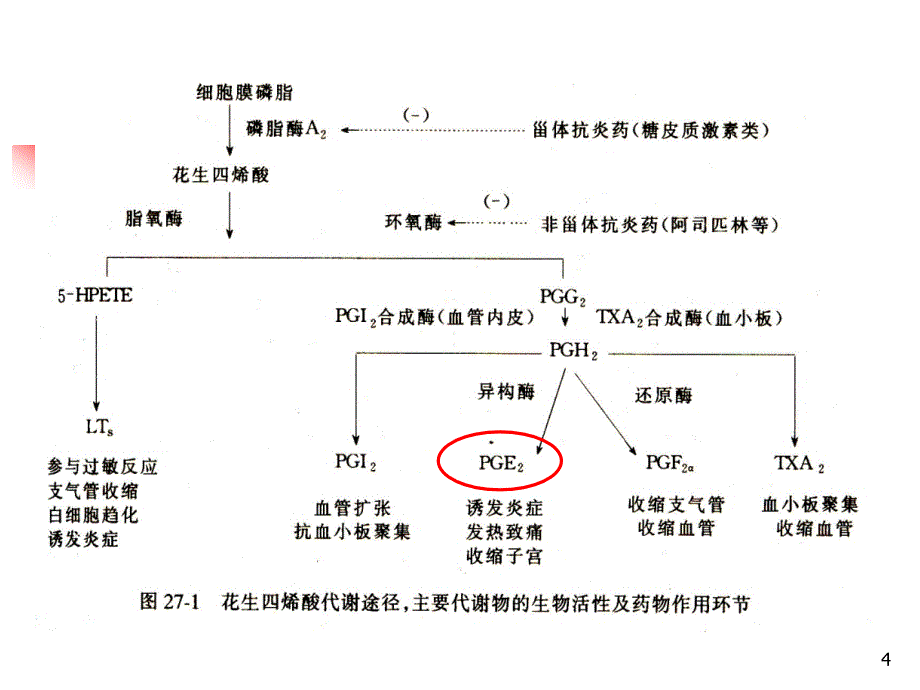 解热镇痛抗炎药（改过）_1_第4页