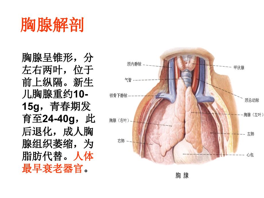 胸腺病理学_第2页