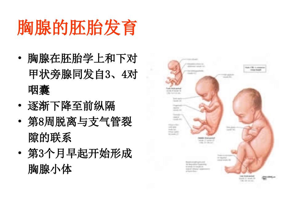 胸腺病理学_第4页