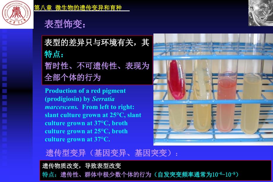 微生物的遗传变异和育种_7_第3页