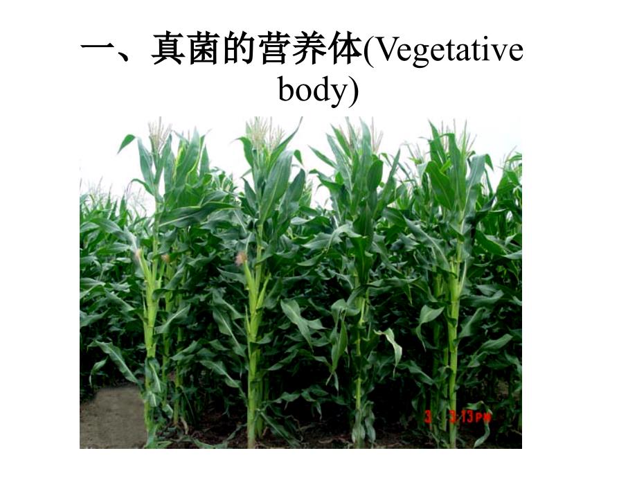 微生物的生长繁殖与控制_第4页