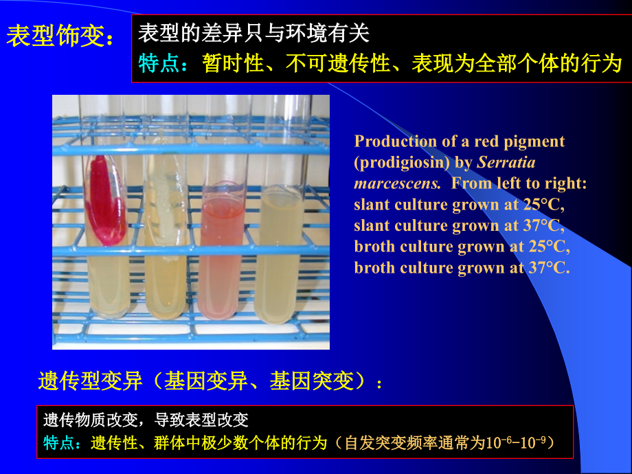 微生物的遗传变异和育种_5_第4页