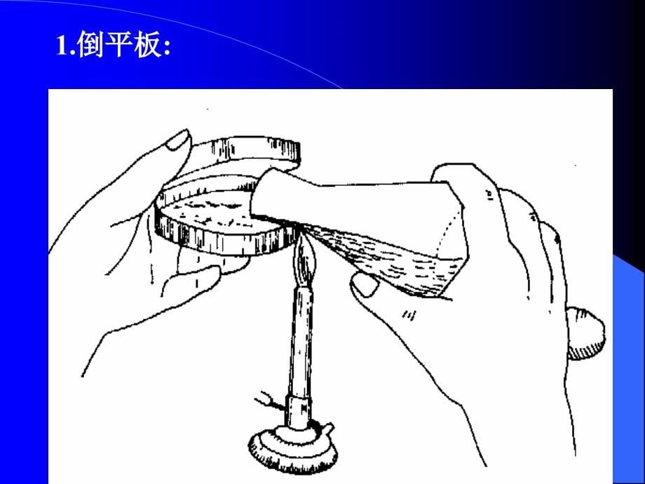 微生物-考研课件6微生物的生长及其控制_第5页