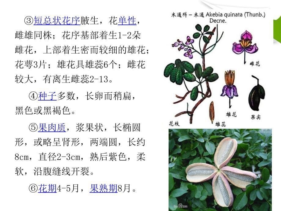 生药学课件_第5页