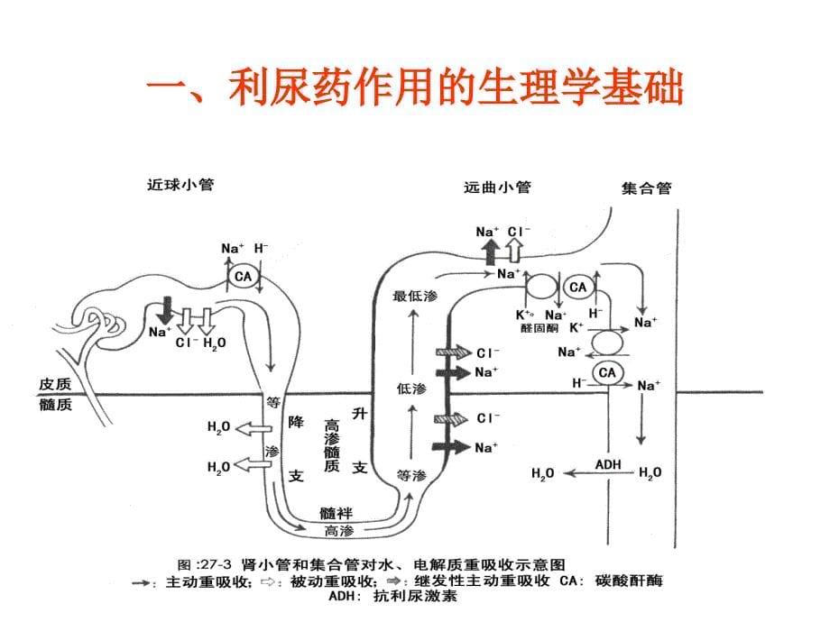 利尿药与脱水药_1 (2)_第5页