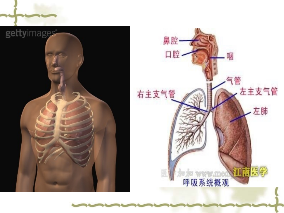 天津医科大学生理学课件-呼吸_第3页