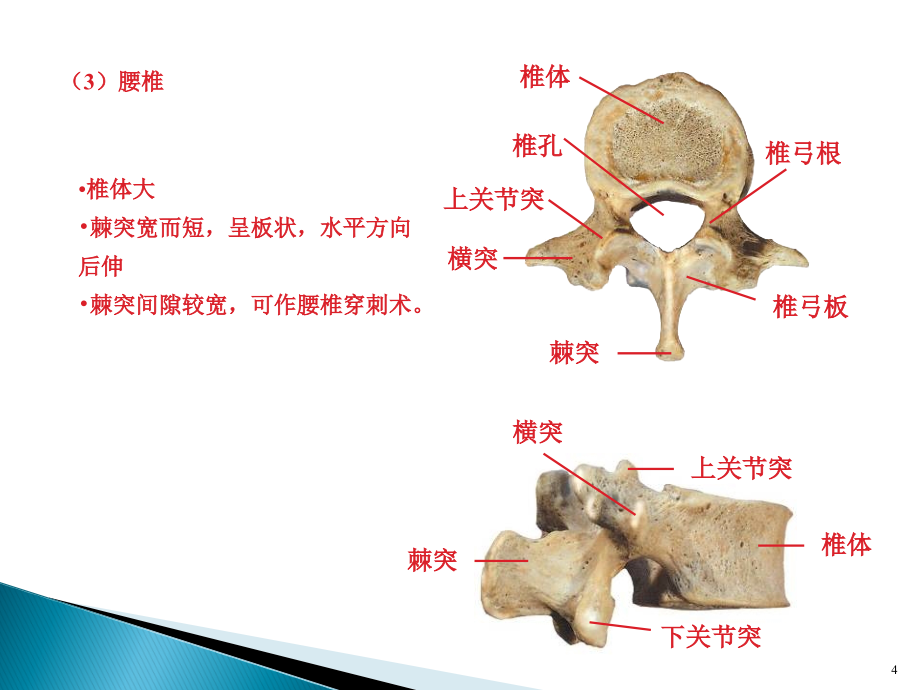 河南大学解剖学实验考试_第4页