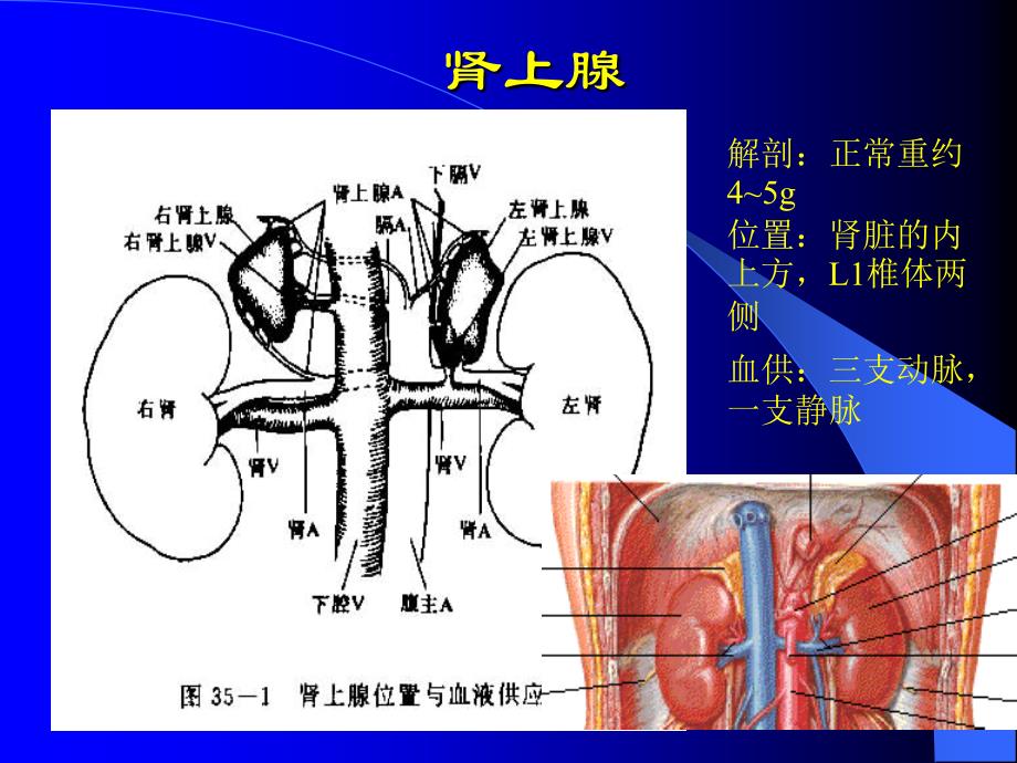 泌尿男生殖系统大体解剖及_第3页