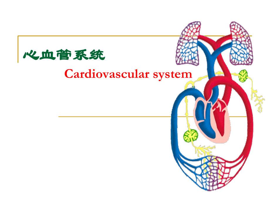 zsci心血管解剖生理_第4页