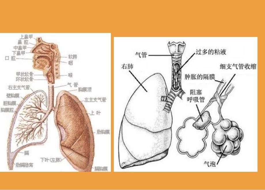 支气管哮喘防治-中医药大附3院-张羽-2018-04-27_第5页