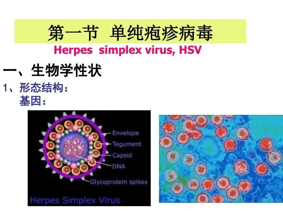 微31章疱疹病毒_第5页