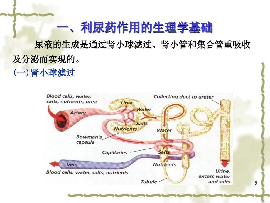 利尿药与脱水药_5_第5页