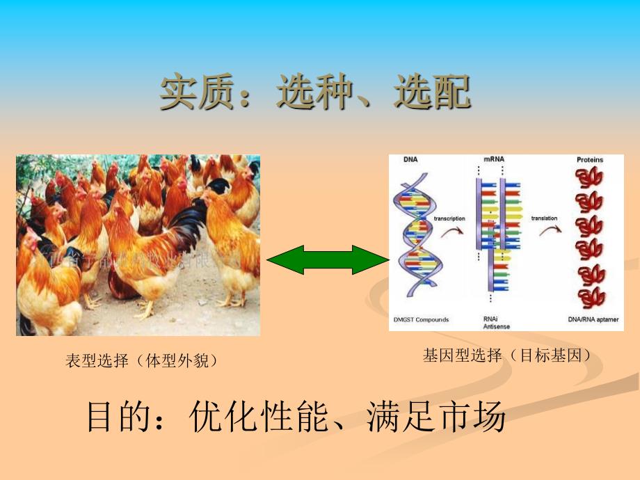 家禽育种原理及基本方法-苏红卫模板_第4页