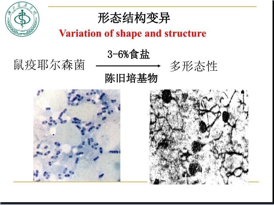 医学微生物学(第八版)第四章-细菌的遗传与变异_第5页