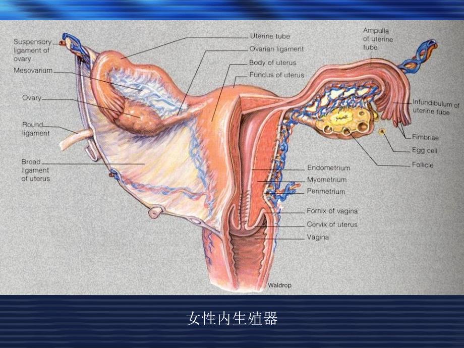 女性生殖系统生理-_第2页