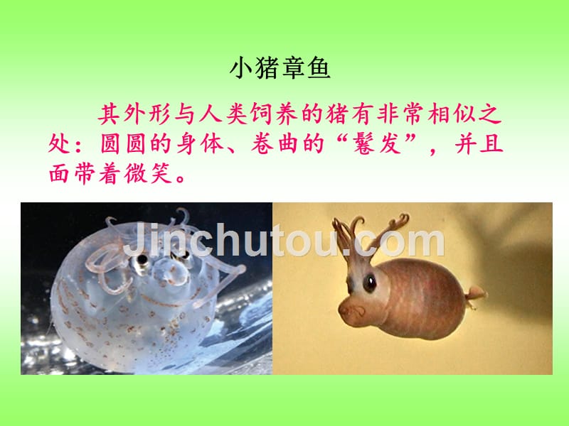 初中生物第一节课-如何学生物-课件(七年级导言课)-(共26张ppt)_第4页