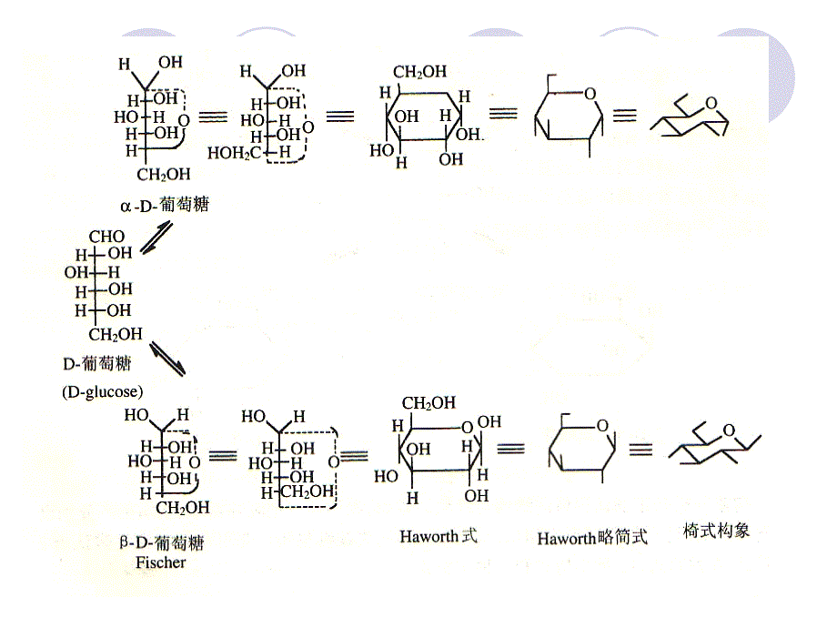 天然药物化学-第二章-糖及苷类_第3页