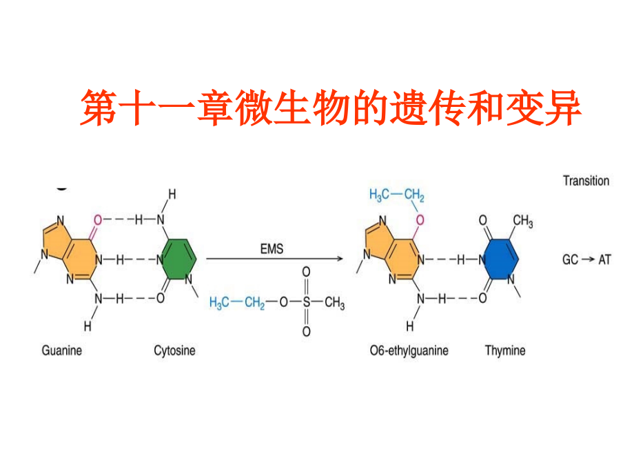 微生物遗传与变异授课_第1页