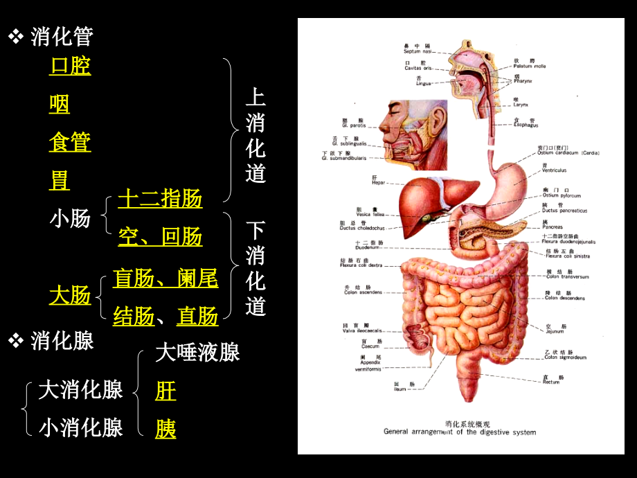 消化系统的结构与功能_1_第2页