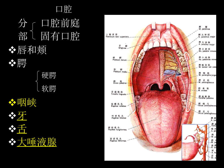 消化系统的结构与功能_1_第3页