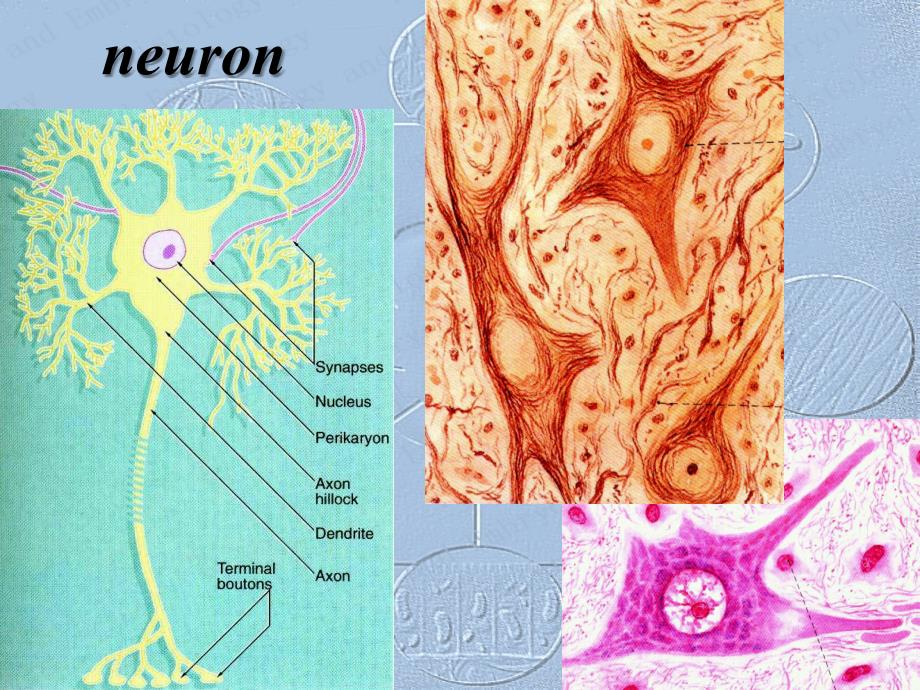 哈尔滨医科大学-组织学与胚胎学课件-神经系统_第2页